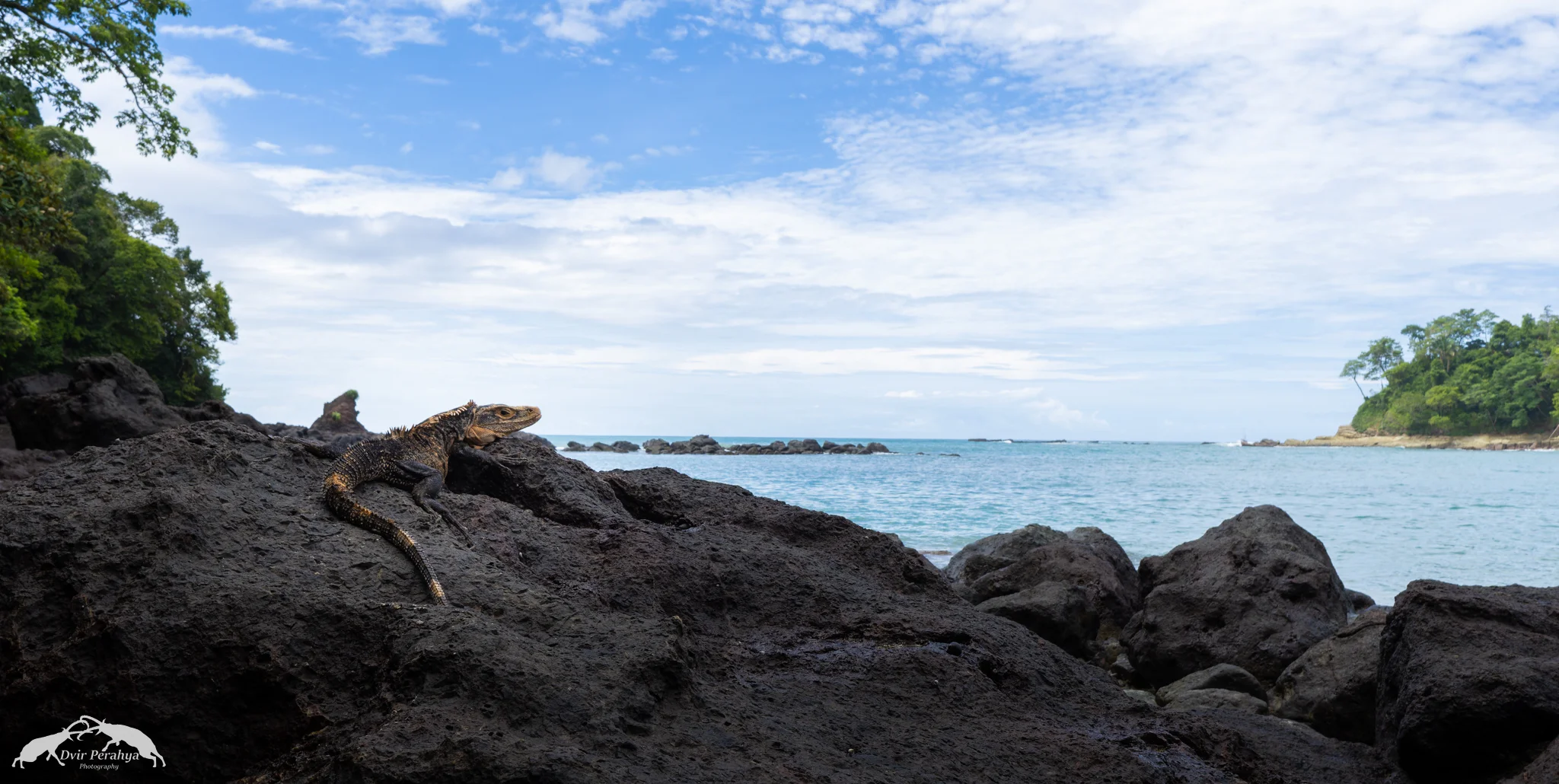 Costa Rica Wildlife